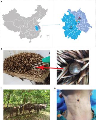 High prevalence of Rickettsia spp. in ticks from wild hedgehogs rather than domestic bovine in Jiangsu province, Eastern China